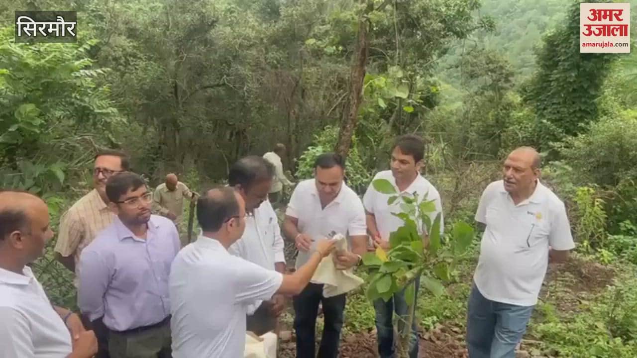 Sirmour 132 medicinal plants planted on forest land near Jamta