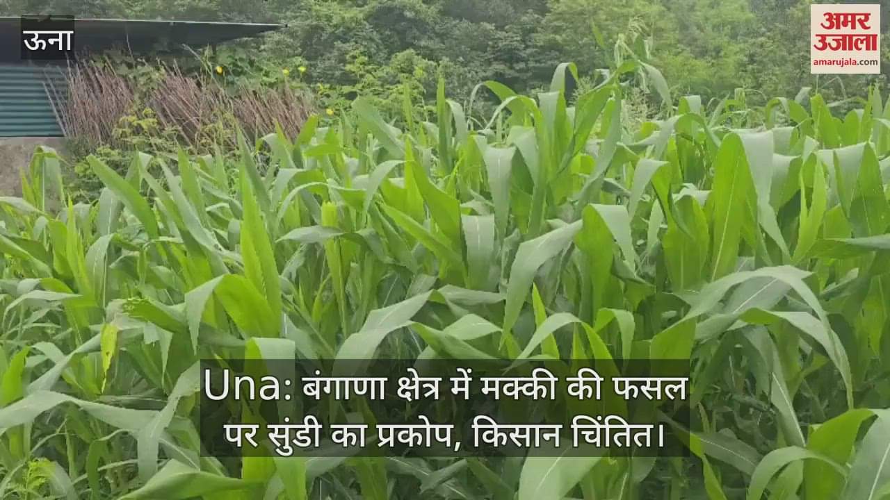 Infestation of caterpillar on maize crop in Bangana area, farmers worried