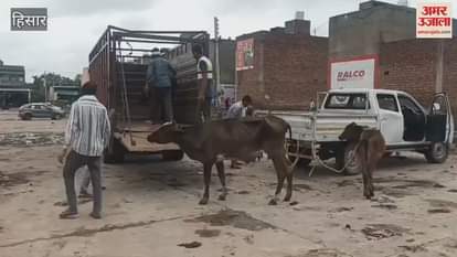 Hisar Municipal Corporation started a special campaign to catch animals from the new vegetable market