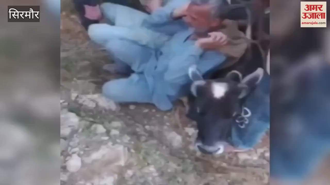 Sirmour Video Two people carried a 200 kg cow on their backs and took it to the hospital