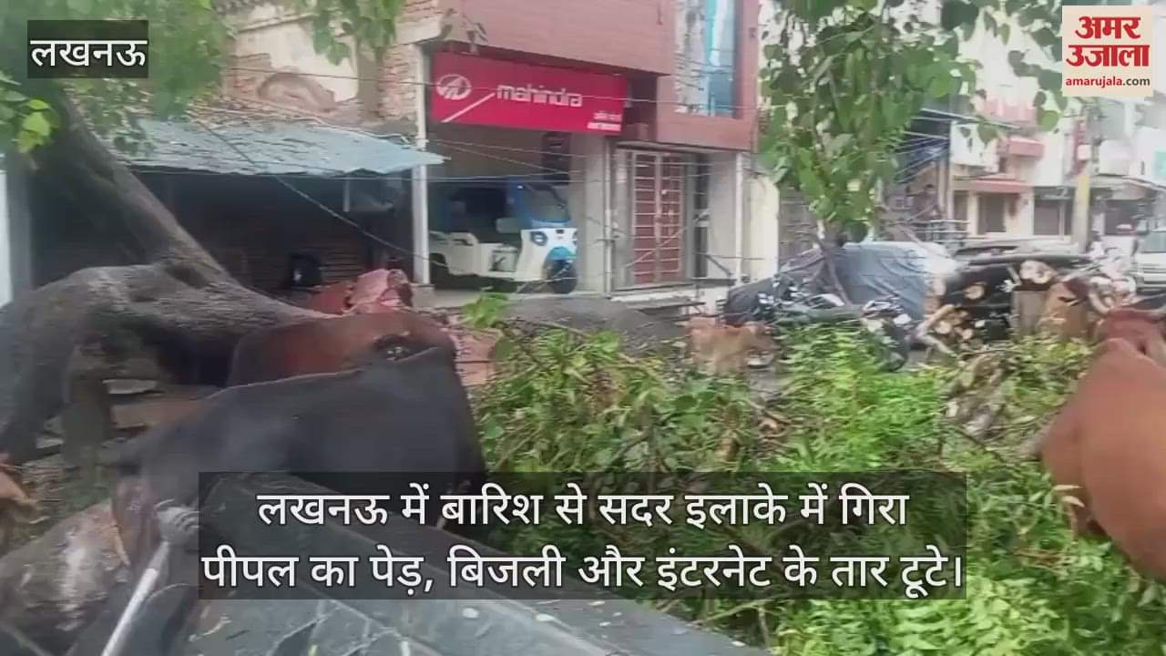 लखनऊ में बारिश से सदर इलाके में गिरा पीपल का पेड़, बिजली और इंटरनेट के तार टूटे