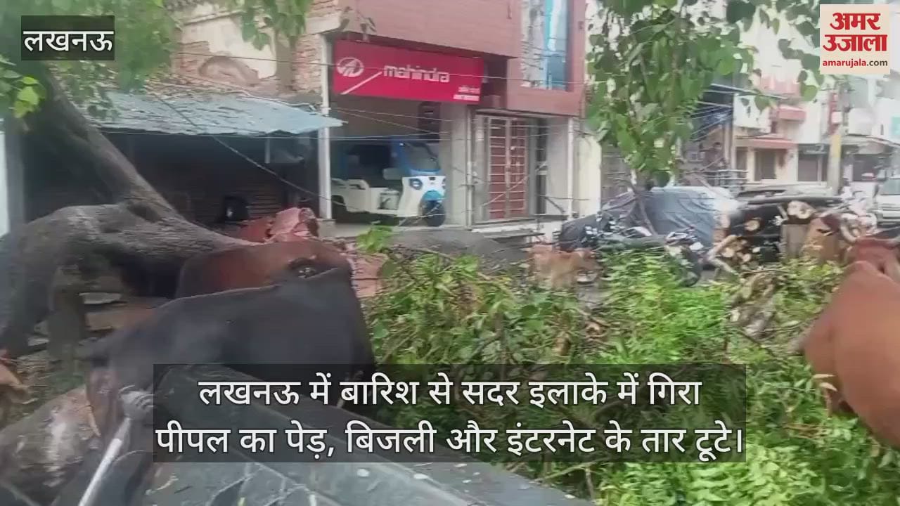 लखनऊ में बारिश से सदर इलाके में गिरा पीपल का पेड़, बिजली और इंटरनेट के तार टूटे