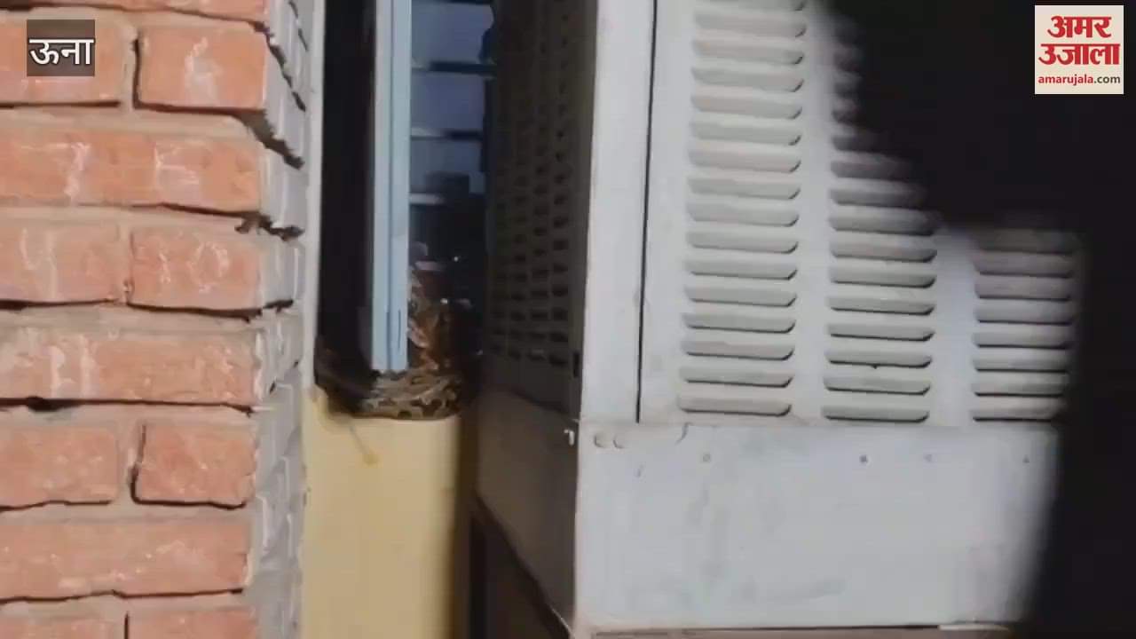 Una Python found in Professor Colony Una, snake catcher released it safely in the forest