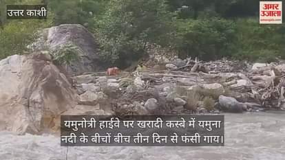 cow has been stuck in the middle of the Yamuna river in Kharadi town on the Yamunotri Highway for three days