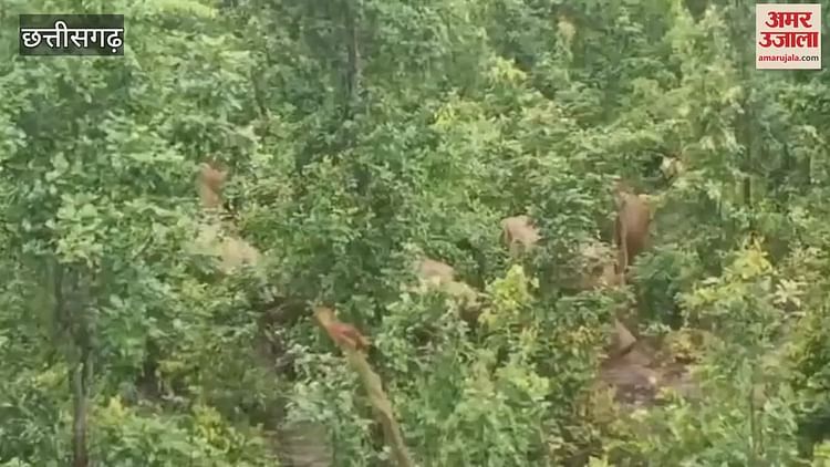 गजराज बन गए काल: हाथी ने ग्रामीण को पटक-पटककर मार डाला, 27 हाथियों के दल को देखने गए थे लोग