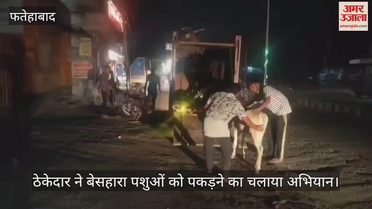 The contractor launched a campaign to catch the stray animals