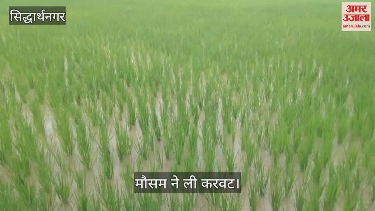 Rain proved to be a lifesaver for farmers