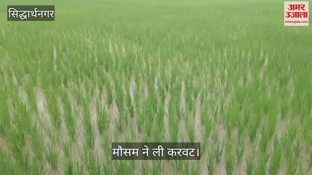Rain proved to be a lifesaver for farmers