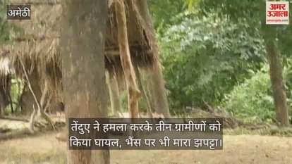 अमेठी में तेंदुए ने हमला करके तीन ग्रामीणों को किया घायल, भैंस पर भी मारा झपट्टा
