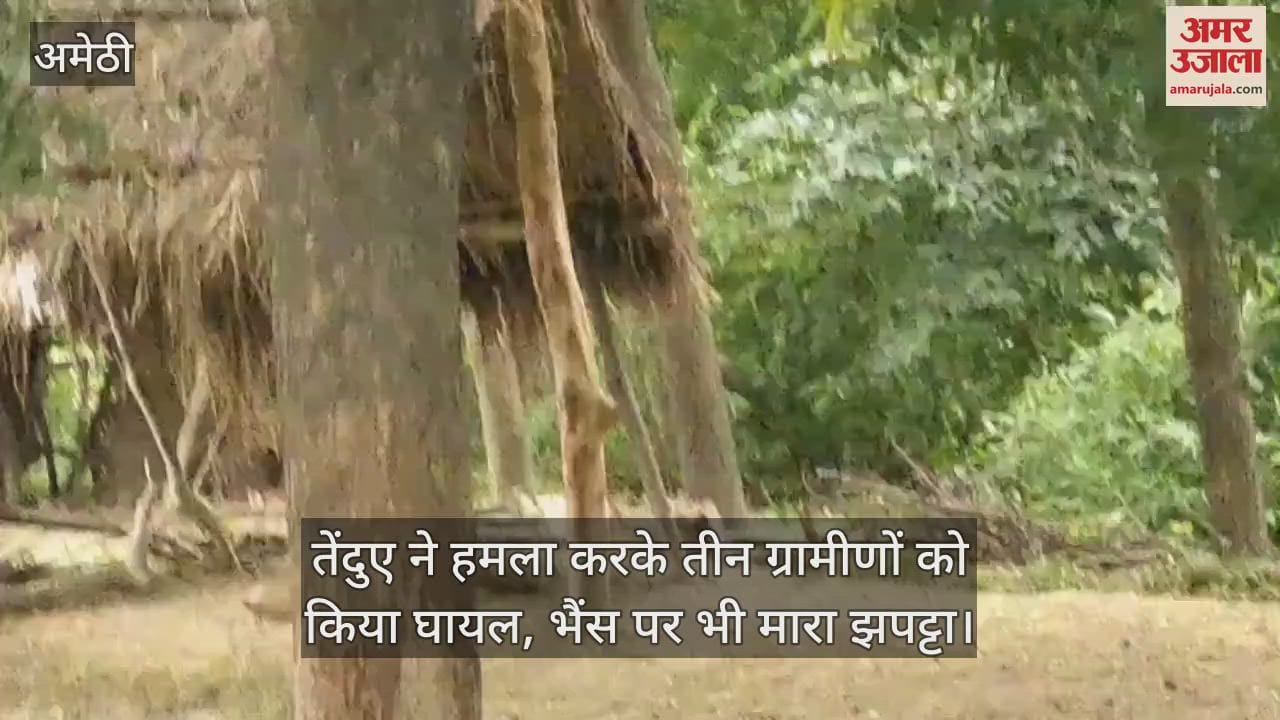 अमेठी में तेंदुए ने हमला करके तीन ग्रामीणों को किया घायल, भैंस पर भी मारा झपट्टा