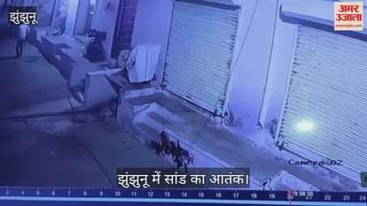 A mad bull attacked the former councillor seven times in one and a half minutes, several fractures in the ribs