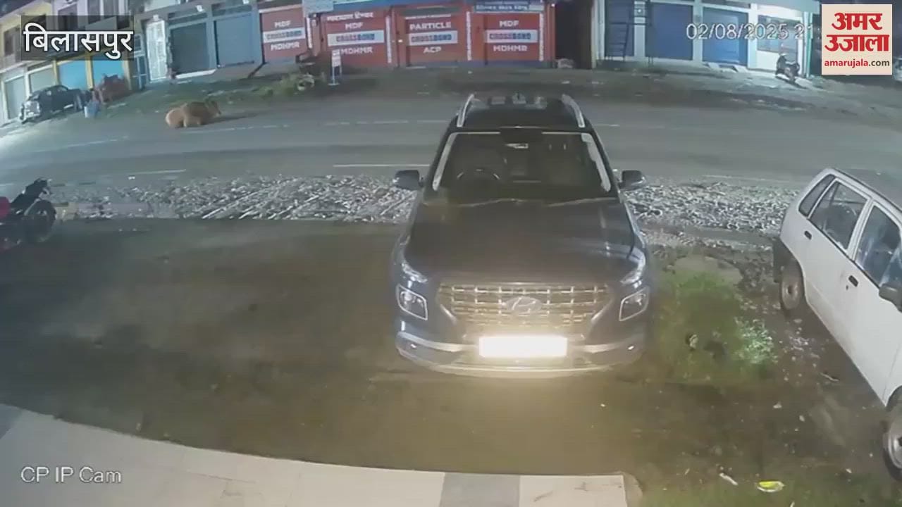 Video A speeding car ran over a bull at Dakdi Chowk in Ghumarwin killing it