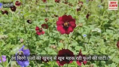 Valley of flowers is smelling wonderful... watch the beautiful view in the video
