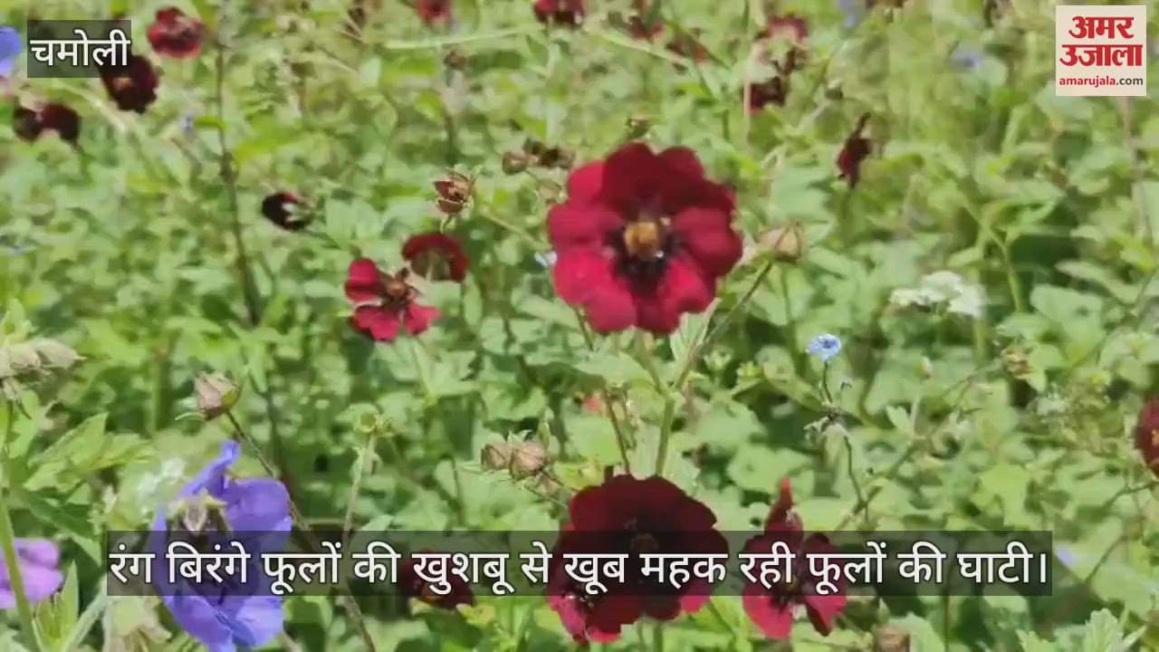 Valley of flowers is smelling wonderful... watch the beautiful view in the video