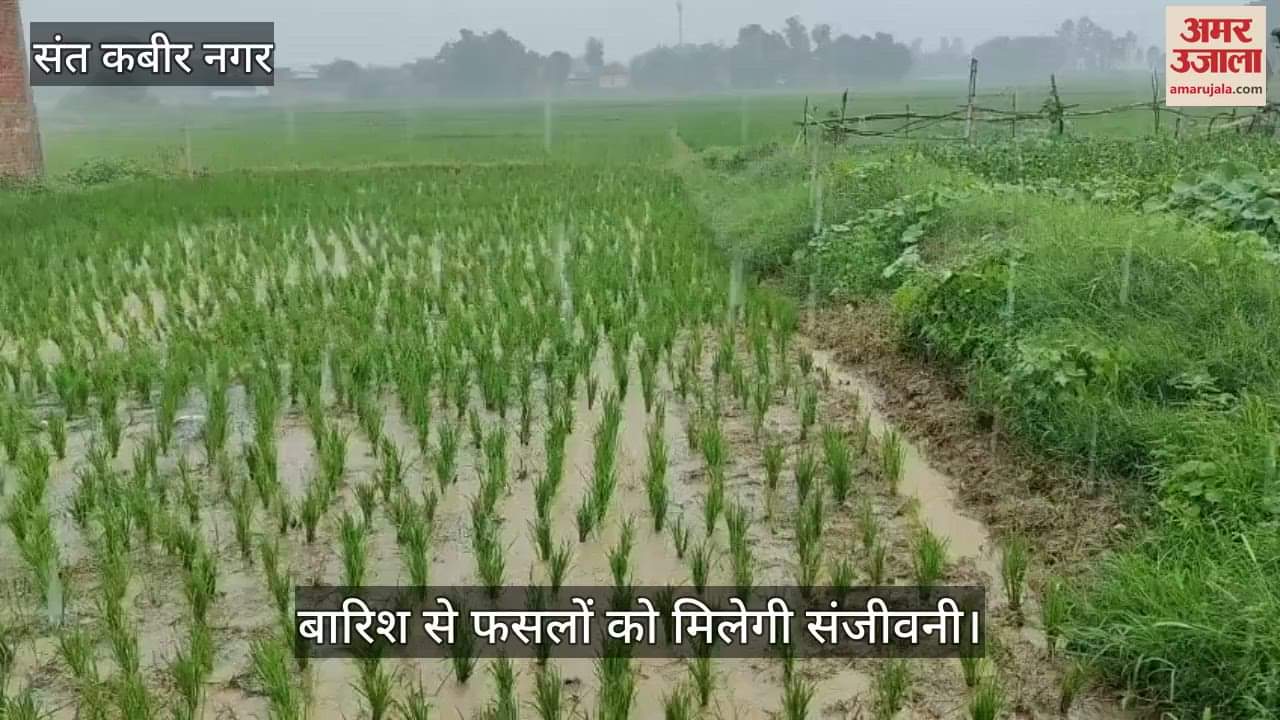 The rain brought new life to the farmers' fields, paddy grew in abundance