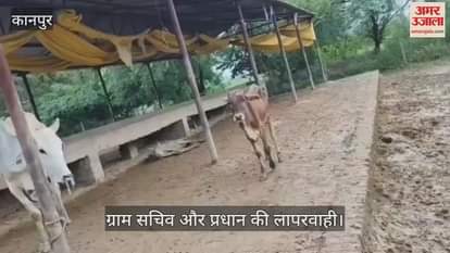 कानपुर के सरसौल में करबिगवा गोशाला की दयनीय स्थिति, भूख और इलाज के अभाव में रोज दम तोड़ रही हैं गायें