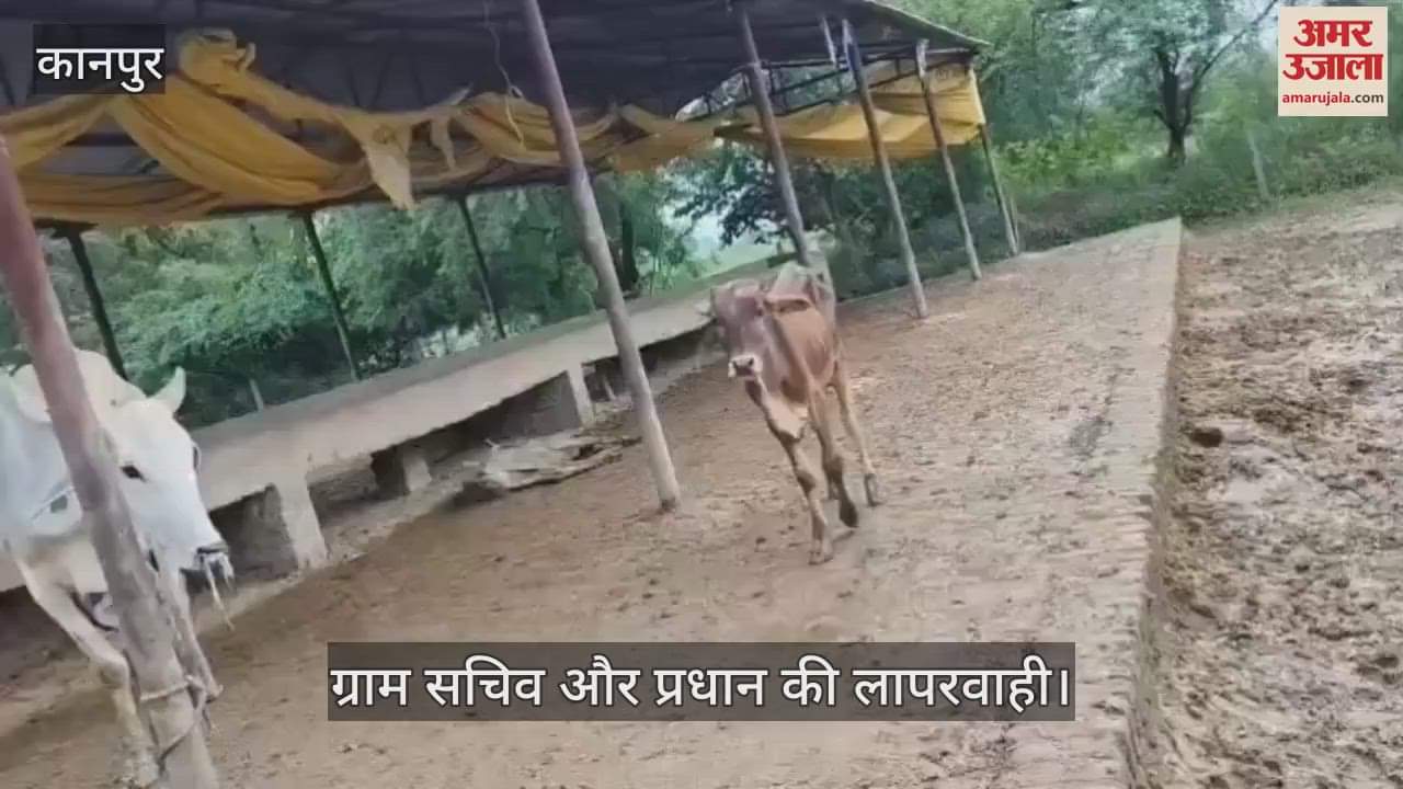 कानपुर के सरसौल में करबिगवा गोशाला की दयनीय स्थिति, भूख और इलाज के अभाव में रोज दम तोड़ रही हैं गायें