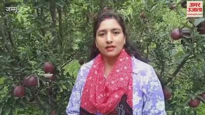 A farmer from Doda grew Kashmiri apple orchard in Doda and made it a source of his employment.