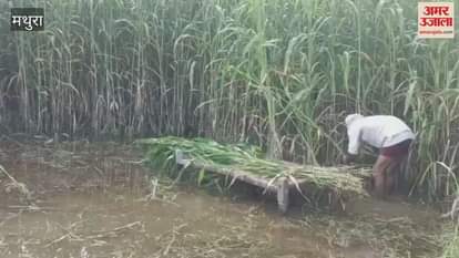 Fields filled with water fodder crisis for animals too