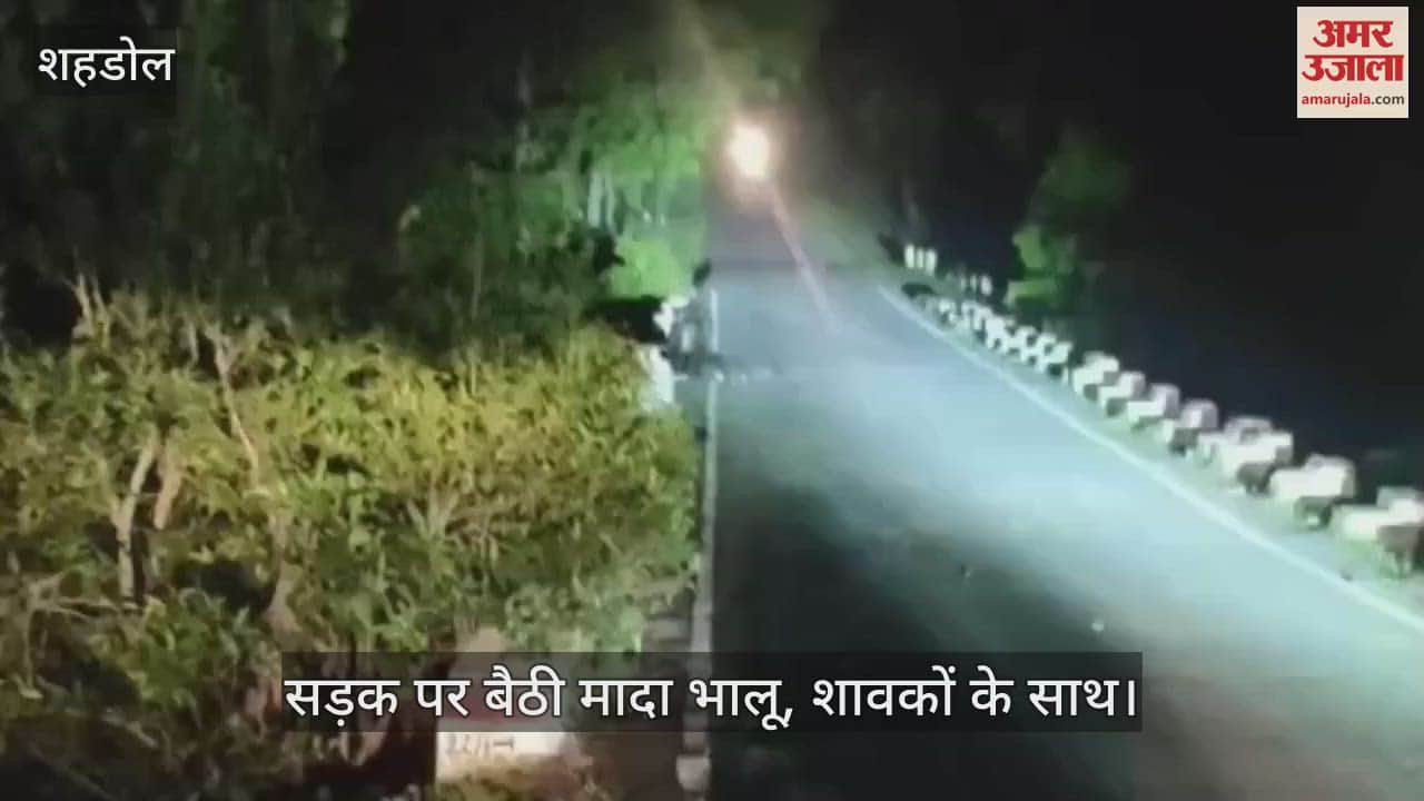 The female bear kept sitting near the injured child in the accident, the road was blocked for an hour,