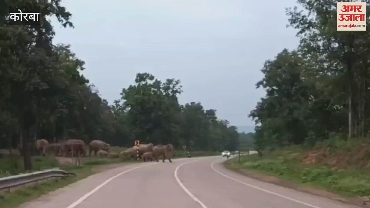A herd of 46 elephants was seen on the national road of Korba video viral
