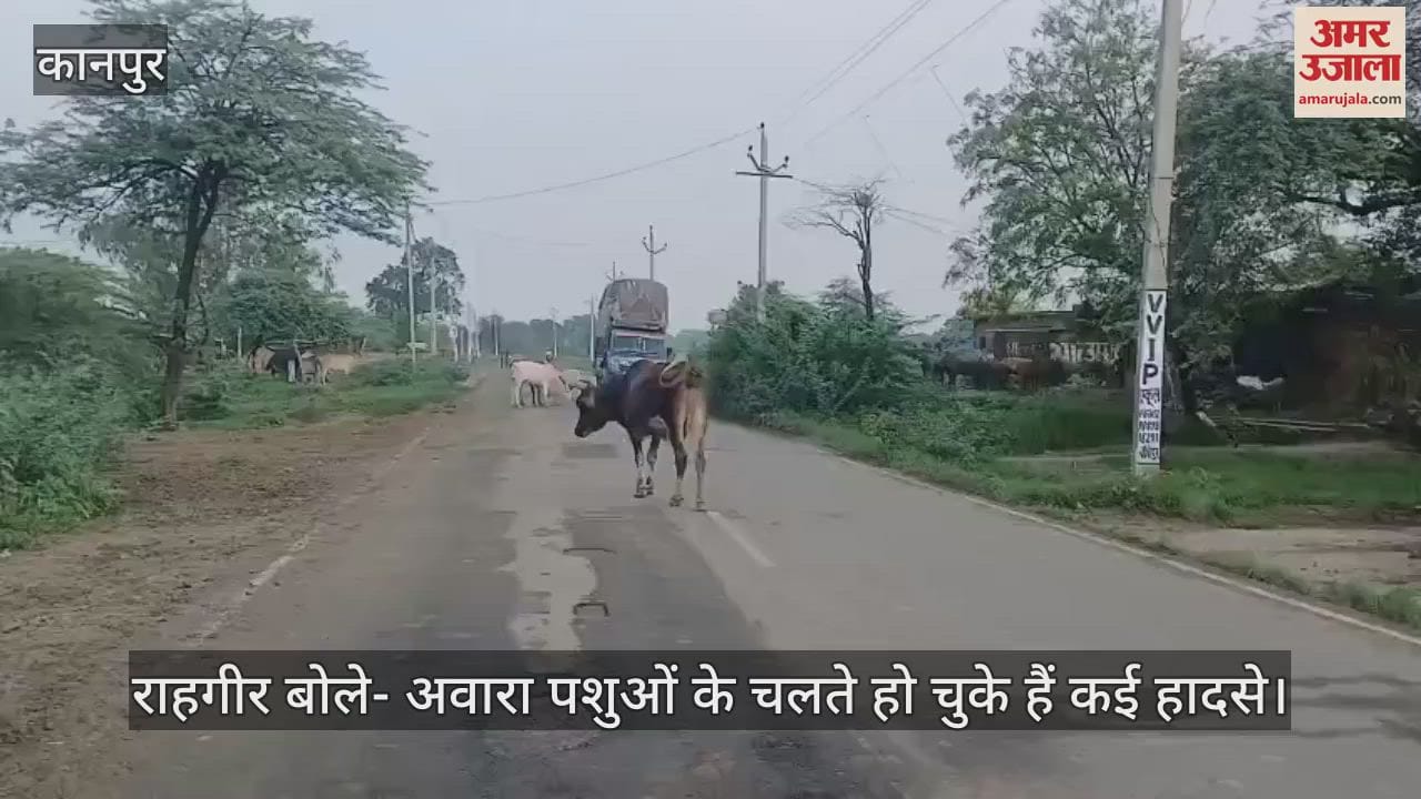 कानपुर के शिवराजपुर में गौशाला निर्माण में देरी से सड़कों पर घूम रहे अन्ना जानवर