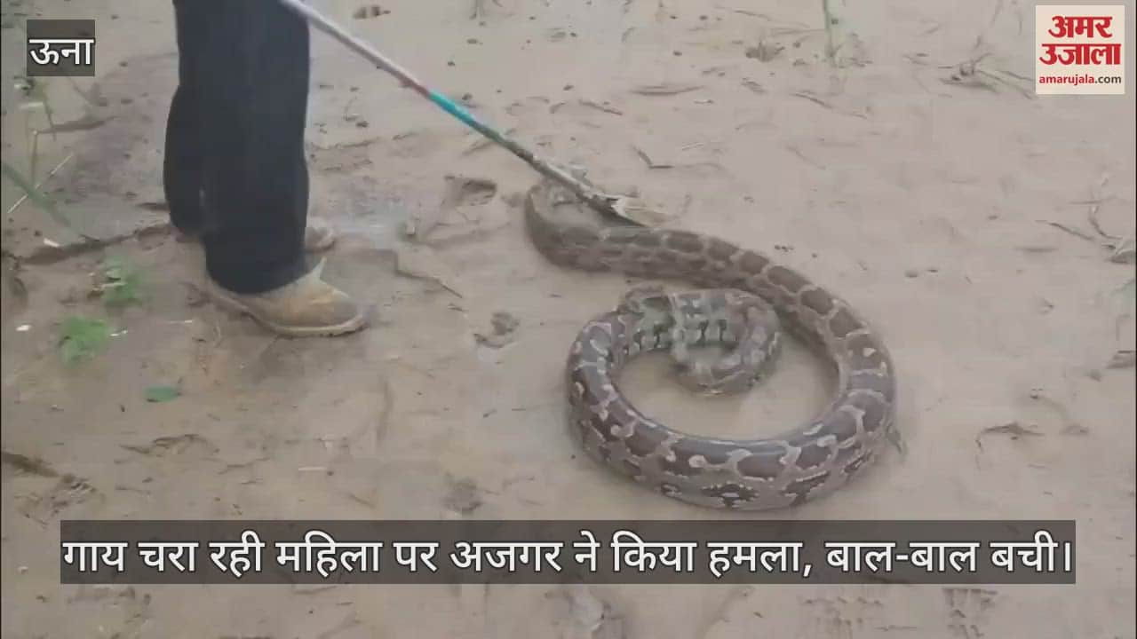 A python attacked a woman grazing a cow, she narrowly escaped