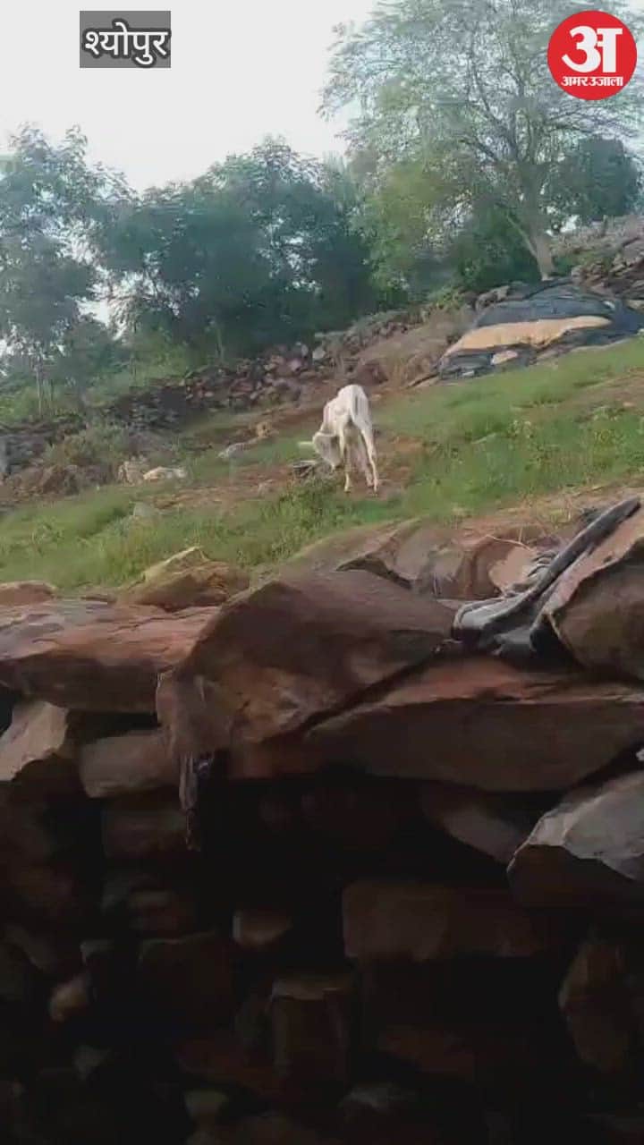 Leopards came out of Kuno National Park and entered village, hunting one of the two calves tied outside house