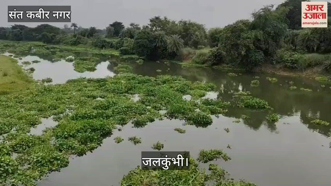 The water hyacinth of Kuan poses a threat to the bridge, it blocks the bridge