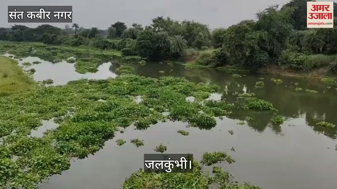 The water hyacinth of Kuan poses a threat to the bridge, it blocks the bridge