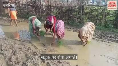 Umaria News: When the road was not built in Badkheda village, the women planted paddy on the road
