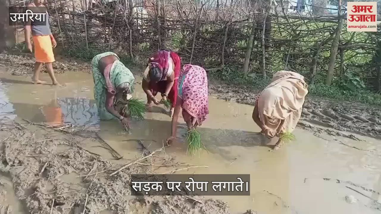 Umaria News: When the road was not built in Badkheda village, the women planted paddy on the road