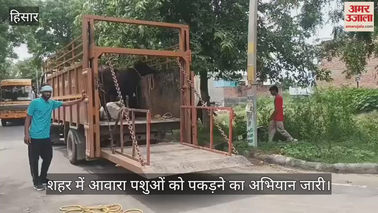 Campaign to catch stray animals continues in the city