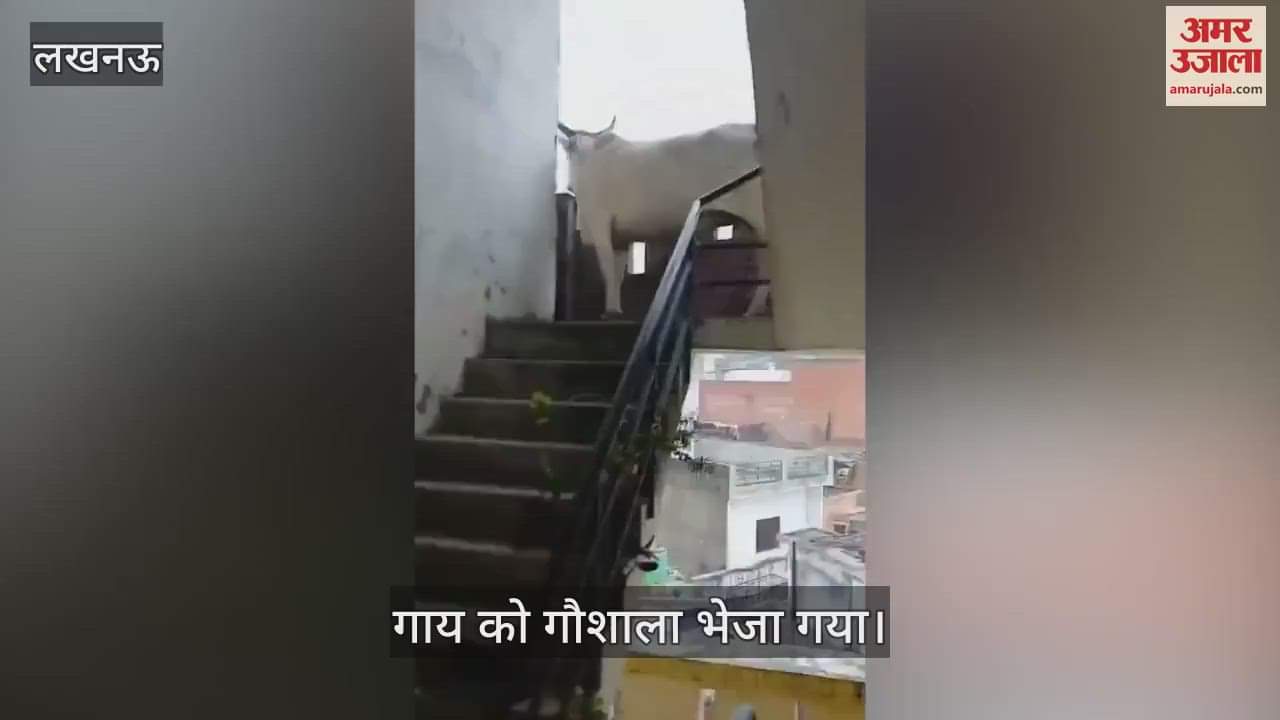 VIDEO: चौथी मंजिल पर चढ़ी गाय नगर निगम ने किया रेस्क्यू, गौशाला भेजा गया