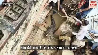VIDEO: नदी से निकलकर आबादी में पहुंचा मगरमच्छ, ग्रामीणों में मची दहशत