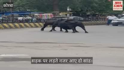 Two bulls were seen fighting on the middle of the road in Korba city long queue of vehicles