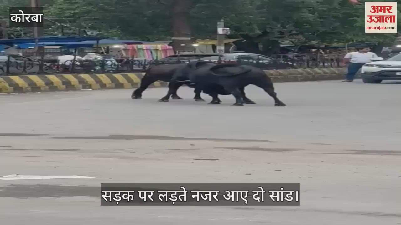 Two bulls were seen fighting on the middle of the road in Korba city long queue of vehicles