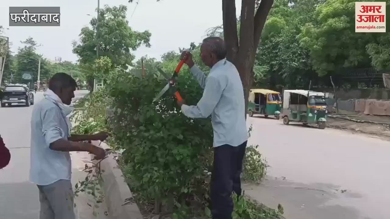 Corporation employees pruning trees and plants in the green belt at NIT 5