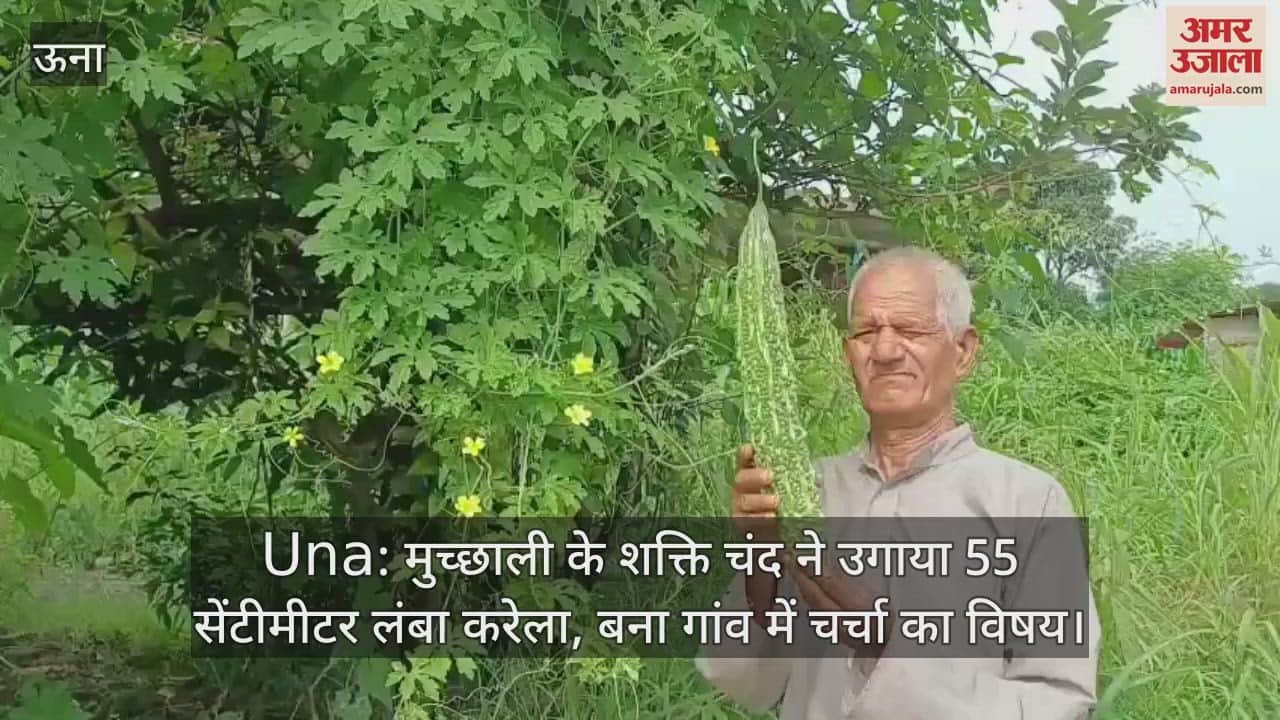 Shakti Chand of Muchhali grew 55 cm long bitter gourd, became a topic of discussion in the village