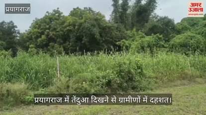 Panic among villagers after sighting of leopard in Prayagraj, it reached nearby village after staying on a tree for several days