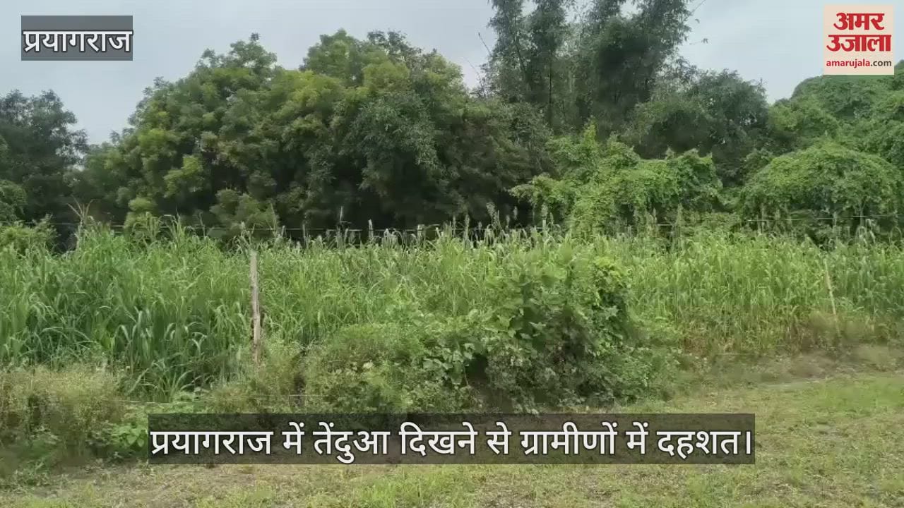 Panic among villagers after sighting of leopard in Prayagraj, it reached nearby village after staying on a tree for several days