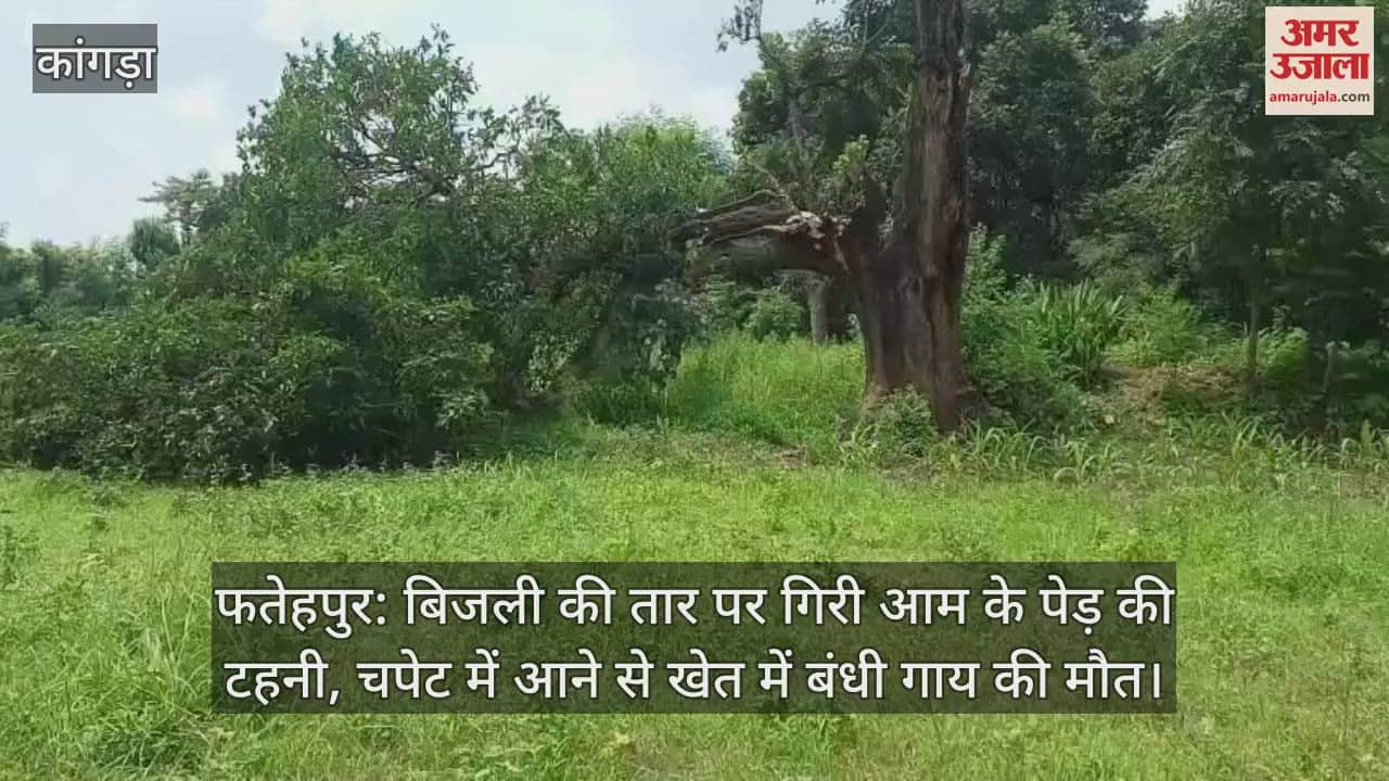 branch of a mango tree fell on an electric wire, a cow tied in a field died after getting hit by it