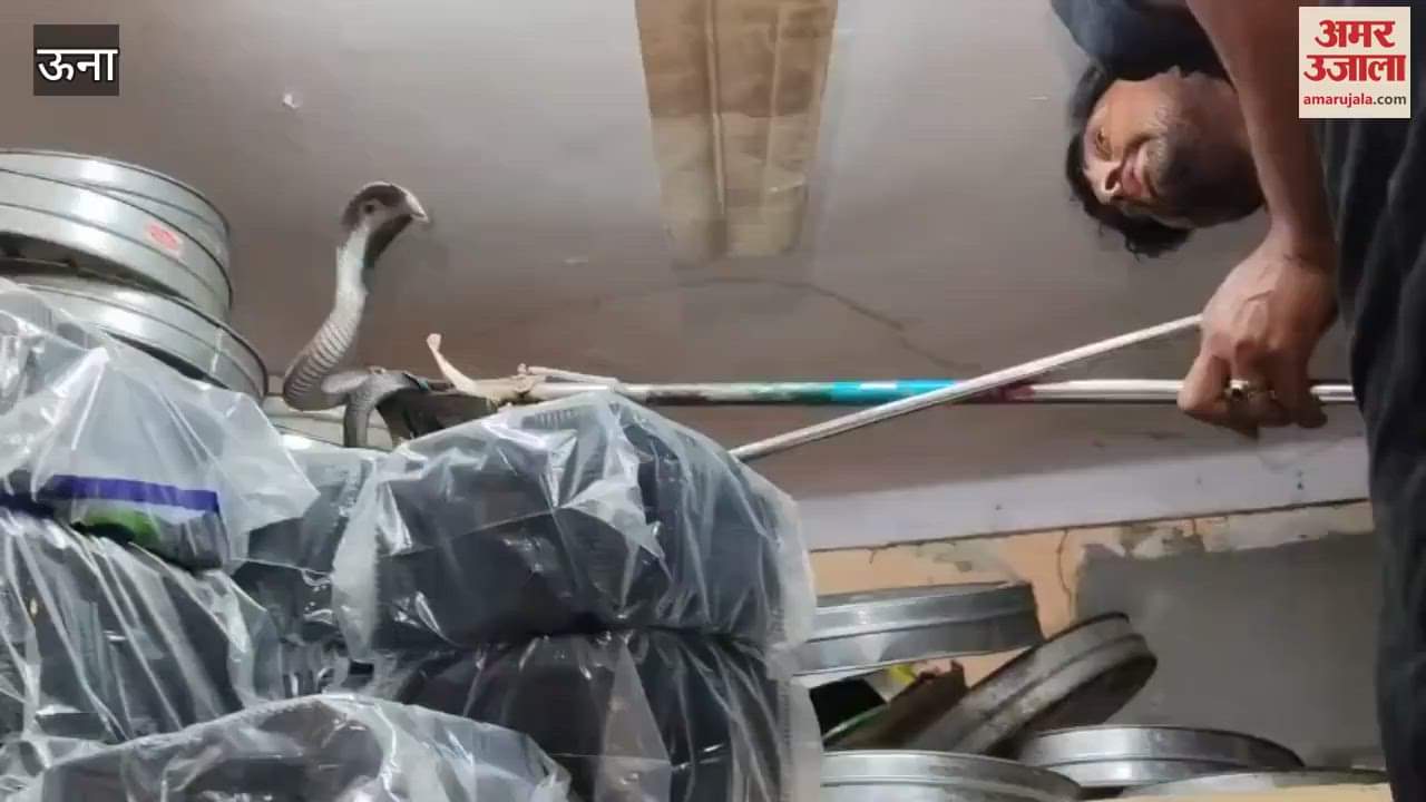 Una A poisonous cobra snake was found in a warehouse a snake catcher rescued it safely