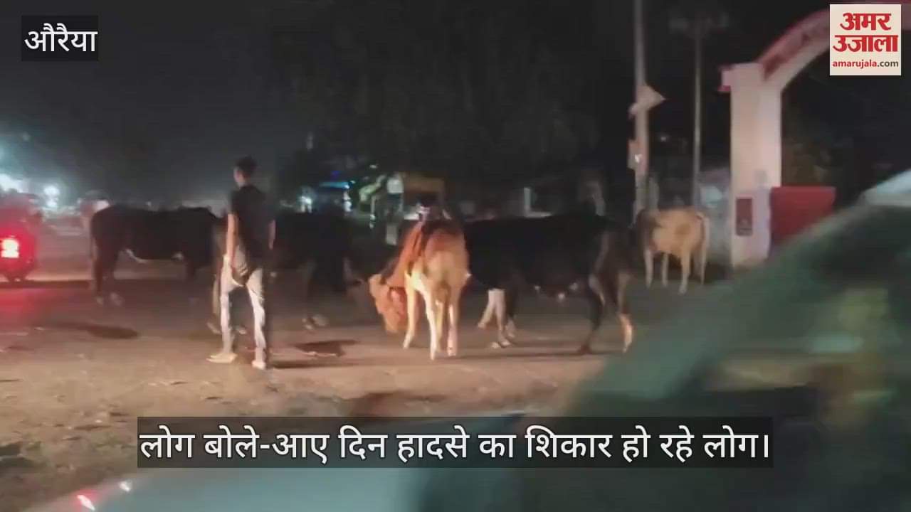 औरैया में छुट्टा मवेशियों का आतंक, राहगीर हो रहे हादसों का शिकार