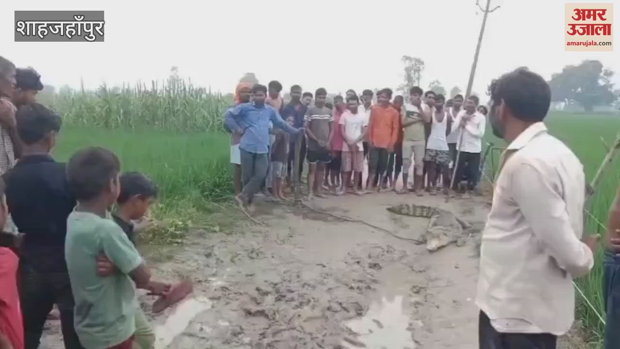 crocodile reached a field near a village in Shahjahanpur