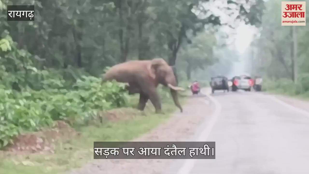 A tusker elephant came on the road in Raigad vehicular traffic stopped for some time