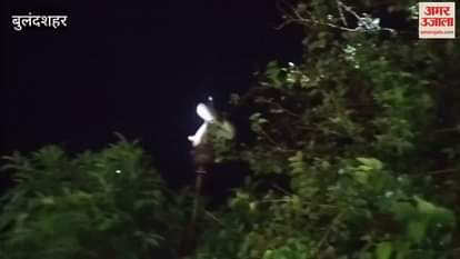 UP News 10 feet long python appeared in Anupshahr Bulandshahr