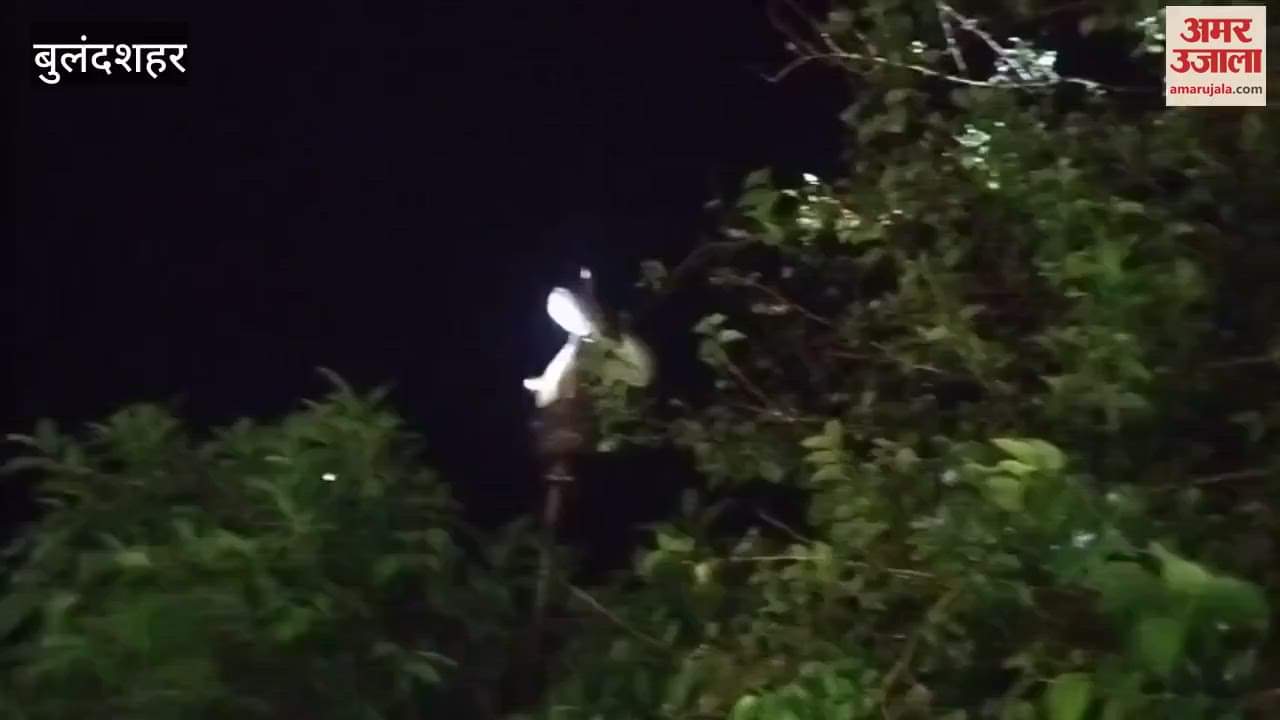 UP News 10 feet long python appeared in Anupshahr Bulandshahr