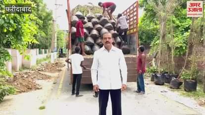 Terminalia plants are being planted in Sector 10 of Faridabad to save environment