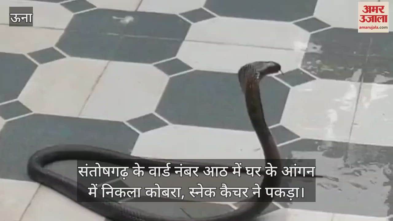 cobra was found in the courtyard of a house in ward number eight of Santoshgarh, caught by a snake catcher